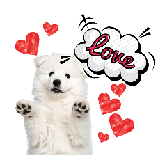 [LINEスタンプ] サモエド赤ちゃん〜日常スタンプ〜