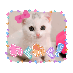 [LINEスタンプ] 動くんです！短足猫スタンプ