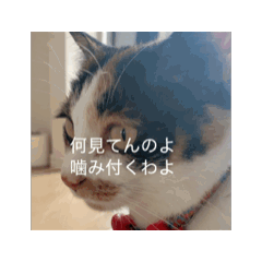 [LINEスタンプ] ⚪️長野県から来ました茶々です⚪️
