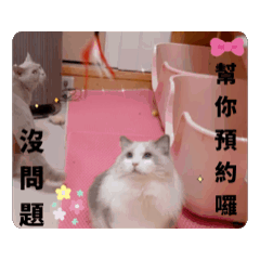 [LINEスタンプ] 超級可愛貓咪軍團