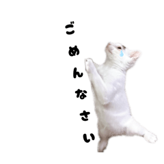 [LINEスタンプ] ウルの日常で使える敬語
