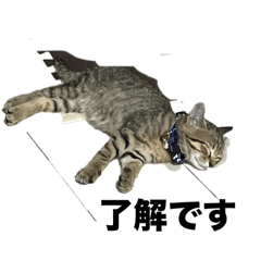 [LINEスタンプ] ロシアンブルー チックな猫 雑種の 猫