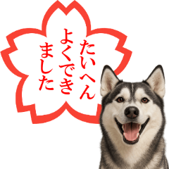 [LINEスタンプ] シベリアンハスキー★よくできました！花丸