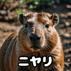 [LINEスタンプ] 表情豊かなカピバラ気分スタンプ