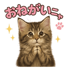[LINEスタンプ] 子ネコverメインクーン