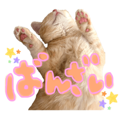 [LINEスタンプ] ねこのぶんぞう3