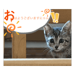 [LINEスタンプ] シンバくんの日常はいつもこんな感じ！？