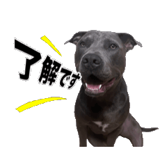 [LINEスタンプ] 動く藍之介だワン！！