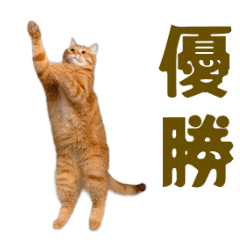 [LINEスタンプ] 動く！にゃんとも！踊るリアルな猫ミーム