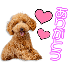 [LINEスタンプ] 豊福家のカシューちゃん
