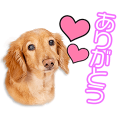 [LINEスタンプ] 藤野家のれんちゃん