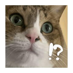 [LINEスタンプ] うちのギズモ先生