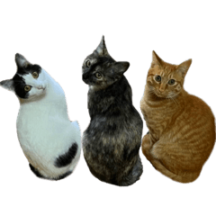 [LINEスタンプ] 竹内家のニャンズ2