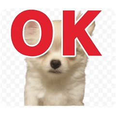 [LINEスタンプ] チワワのミルキー いろいろ