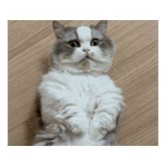 [LINEスタンプ] 動くツナ