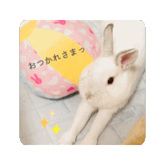 [LINEスタンプ] ネザーランドドワーフのもっちゃん