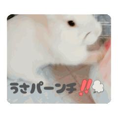[LINEスタンプ] 動くもっちゃん