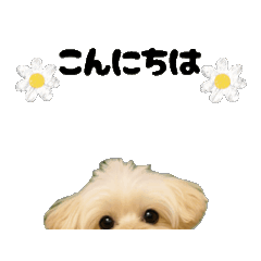 [LINEスタンプ] ポメプーひまわり