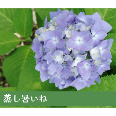 [LINEスタンプ] アジサイツ