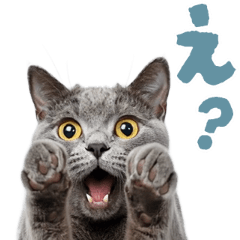 [LINEスタンプ] 動く！にゃんとも！リアルな猫ミーム(日常)