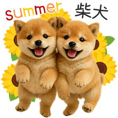 [LINEスタンプ] 毎日使える！夏の柴犬