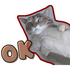 [LINEスタンプ] 4匹の猫のスタンプ☆