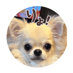 [LINEスタンプ] シンプルチワワさん！