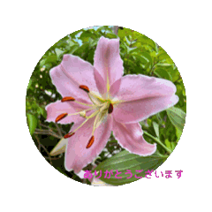 [LINEスタンプ] 花と水