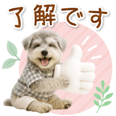 [LINEスタンプ] ポジティブな気持ちを伝えるシュナウザー