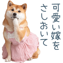 [LINEスタンプ] 実写の嫁しば犬【連絡・夫婦・かわいい】
