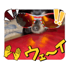 [LINEスタンプ] 初！Chappy, Coo, Choco 動くスタンプ