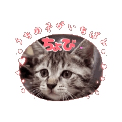 [LINEスタンプ] ちょびのスタンプ1