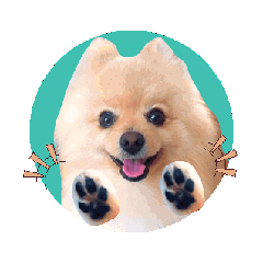 [LINEスタンプ] 動く♡なまらめんこい♡ポメラニアン