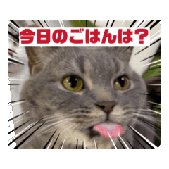 [LINEスタンプ] ねこ様スタンプ5