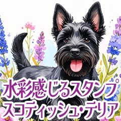 [LINEスタンプ] 水彩感じるスコティッシュ・テリアスタンプ