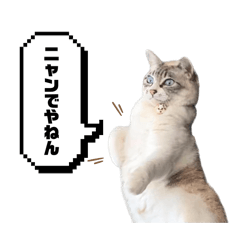 [LINEスタンプ] COCO TAKEMOTO -season 4-