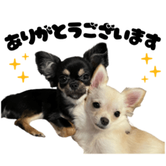 [LINEスタンプ] 小梅＆miso①