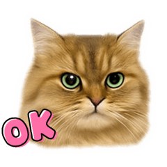 [LINEスタンプ] チンチラゴールデンのはなちゃん