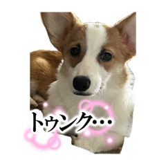 [LINEスタンプ] コーギーのルティくん