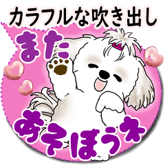 [LINEスタンプ] シーズー犬 2025 「カラフルな吹き出し」