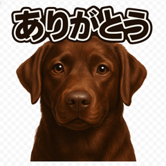 [LINEスタンプ] ラブラドール・レトリバー-チョコレート2