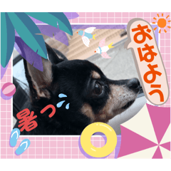 [LINEスタンプ] No.13愛しのチワピンびーちゃん夏ver