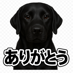 [LINEスタンプ] ラブラドール・レトリバー-黒2