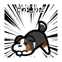 [LINEスタンプ] いつでも使えるボーダーコリー（3色）