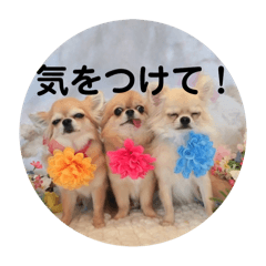 [LINEスタンプ] シンプルチワワさん！！に