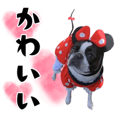 [LINEスタンプ] ボステリのおにぎり