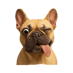 [LINEスタンプ] 犬の変顔