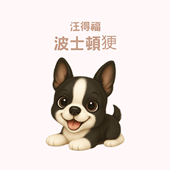 [LINEスタンプ] ワンだふる｜ボストンテリア【台湾語】