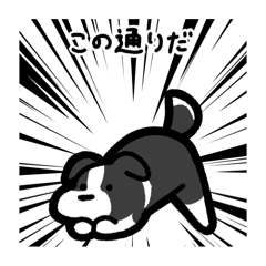 [LINEスタンプ] いつでも使えるボーダーコリー（白黒）