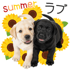 [LINEスタンプ] 毎日使える！夏のラブラドール＆黒ラブ
